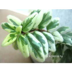  hirta Variegata