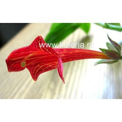  Lemoinei Red