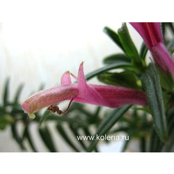  linearis