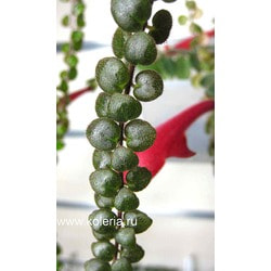  microphylla