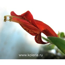  SH-Colibri