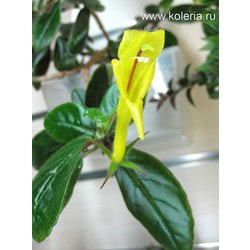  sulfurea