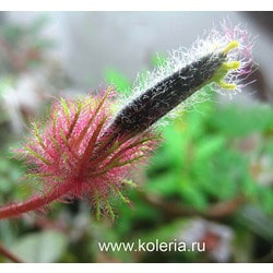  teuscheri (tricantha)