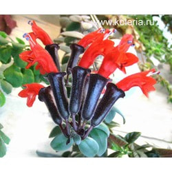  lobbianus variegated