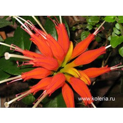  Speciosus