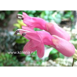  Thai Pink