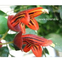  tricolor