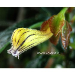  striatus
