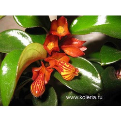  Tropicana