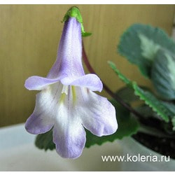  brassicoides 'Marble Leaf'