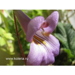  dryas 'Hisako'