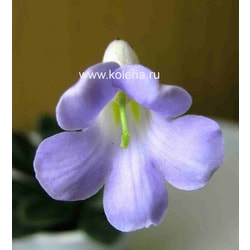  gemella