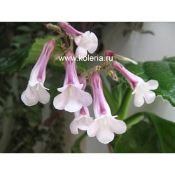  heterotricha