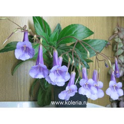  latifolia x sp.linearifolia