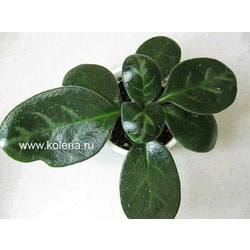 minutimaculata